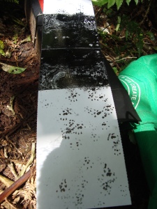 Rat Footprints from Tracking Tunnel in Pureora Forest Park (Photo: Erin Bowkett)